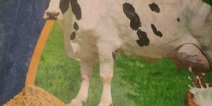 Compounded Animal Feed