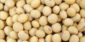 Soyabean