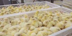 Broiler Chicks
