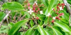 Red Sandalwood Plant