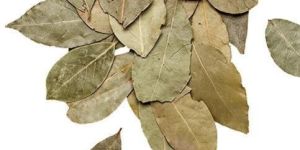 Dried Bay Leaves