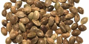 Hemp Seeds