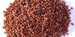 Sorghum Seeds