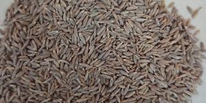 Cumin Seeds