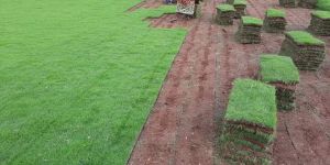 Carpet Grass
