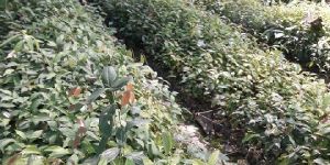 Cinnamon Plant