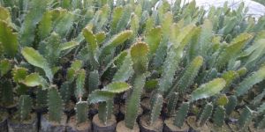 Dragon Fruit Plant