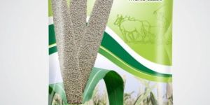 Hybrid Bajra Seeds