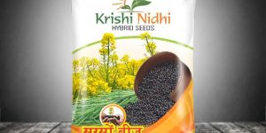 Hybrid Mustard Seeds