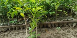 Agarwood Plants