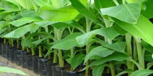 Tissue Culture Banana