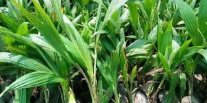 Coconut Plants