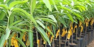 Mango Plants