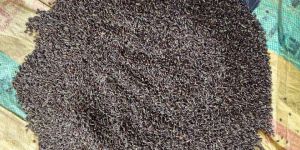 Black Wheat Seeds
