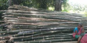 24 Feet Makhla Bomboo