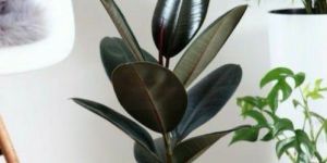 Rubber Plant Indoor Plant