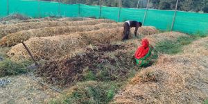 Vermicompost Manure