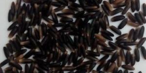 Organic Black Rice
