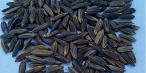 Organic Black Rice Seeds