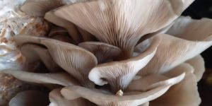 Fresh Oyster Mushroom