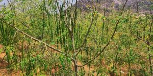 Drumstick Plants Leaves