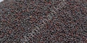 Black Mustard Seeds