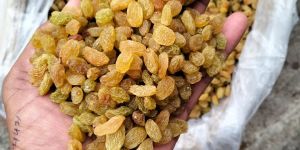 Round Raisins
