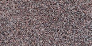 Black Mustard Seeds