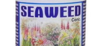 Seaweed Organic Fertilizer