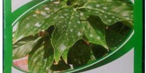 Tricyclazole 75% WP
