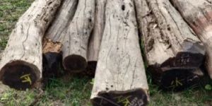 Khair Kattha Wood Logs
