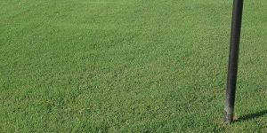 Tif 419 Bermuda Grass