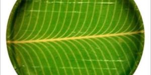Banana Leaf Plate