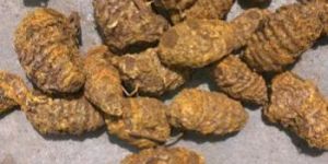 Turmeric Bulb