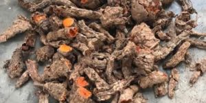 Turmeric Mother Rhizome