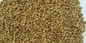 Dried Coriander Seed