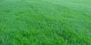 Realistic Natural Lawn Carpet Grass