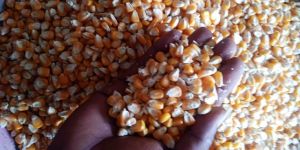 Maize Grain
