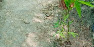 Bambusa Bamboo Plant