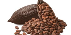 Cocoa Beans