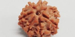 7 Face Nepali Rudraksh