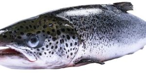 Fresh Whole Salmon Fish without Head