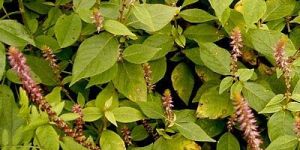 Achyranthes Aspera Plant