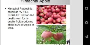 Fresh Red Apple