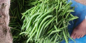 Fresh French Beans