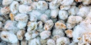 Cotton Seeds