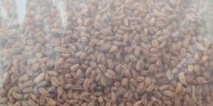 Ajwain Seed (Crome Seed)
