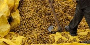 Organic Turmeric Powder