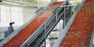 Tomato Processing Plant