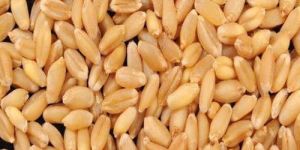 Sharbati Wheat Seeds